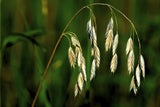 100 PRAIRIE BROME Arctic Brome Ornamental Grass Bromus Kalmii Seeds