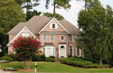 35 RED CREPE MYRTLE Lagerstroemia Indica Flowering Shrub Bush Small Tree Seeds