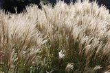 10 SILVER MAIDEN GRASS Miscanthus Sinensis Japanese Pampas Perennial Flower Seeds
