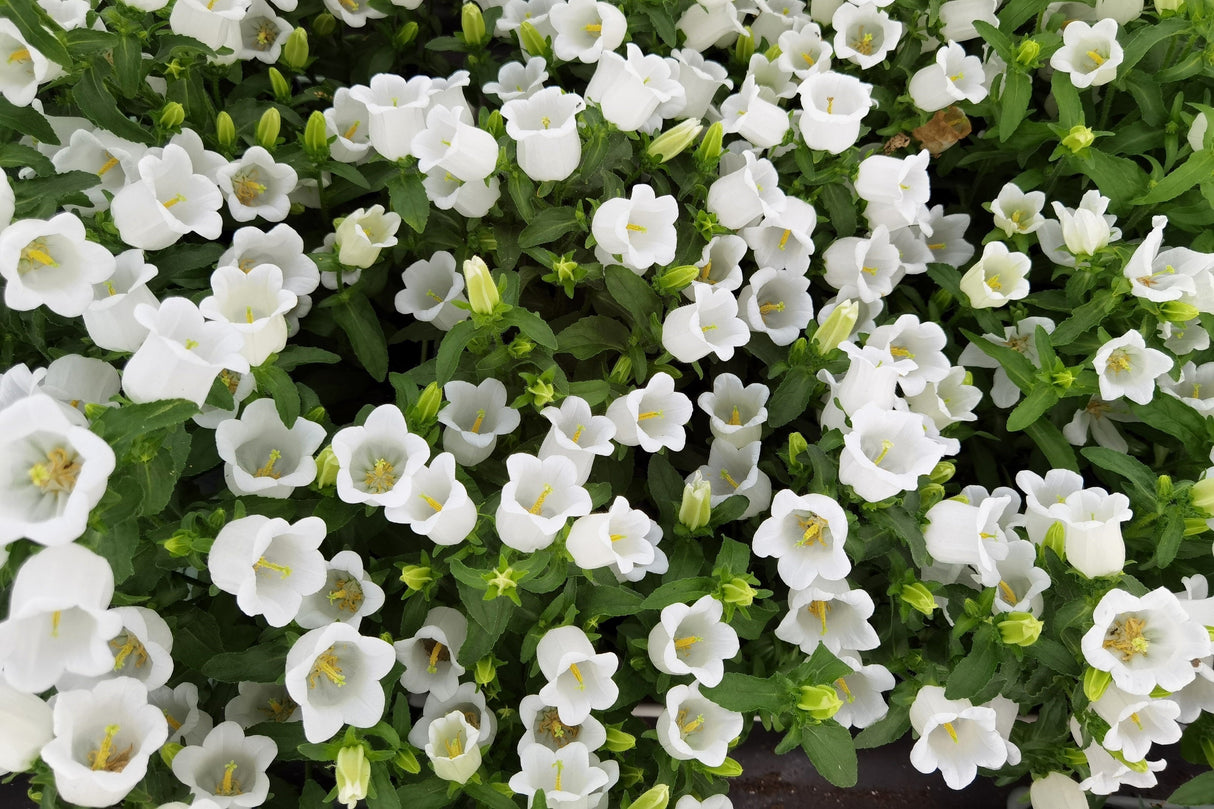 150 Mixed Colors CUP & SAUCER (Canterbury Bells) Campanula Medium Flower Seeds
