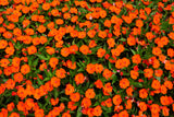 50 DWARF ORANGE IMPATIENS Walleriana Part Sun or Full Shade Flower Seeds
