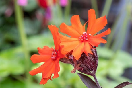 25 VESUVIUS CAMPION Red Orange Lychnis Arkwrightii Catchfly Flower Seeds
