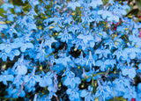 200 SKY BLUE LOBELIA Regatta Lobelia Erinus Flower Seeds