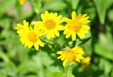 20 MEADOW ARNICA Chamissonis Silver American Native Yellow Flower Herb Seeds