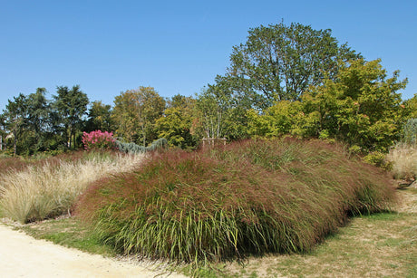 100 RUBY SILK LOVEGRASS Ornamental Love Grass Eragrostis Tef Seeds