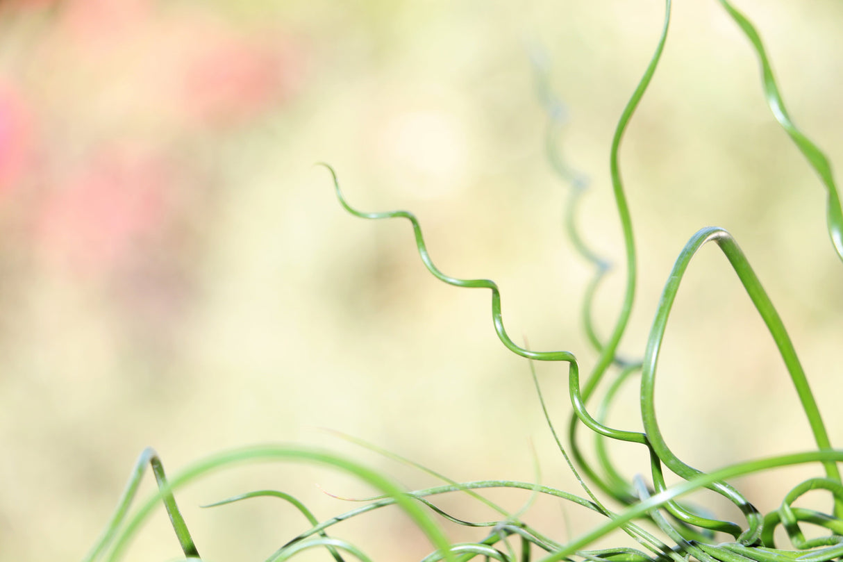 10 CORKSCREW RUSH Spiral Grass Juncus Effusus Spiralis Wetland Pond Seeds