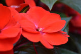 50 DWARF RED IMPATIENS Scarlet Walleriana Part Sun or Full Shade Flower Seeds