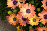 25 SALMON AFRICAN DAISY Dimorphotheca Sinuata Apricot Flower Seeds