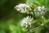 50 WHITE WOOD MINT Mentha Arvensis Wild Field Herb Flower Seeds