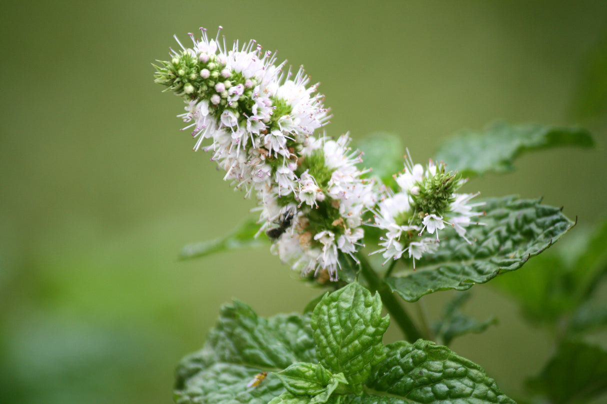 50 WHITE WOOD MINT Mentha Arvensis Wild Field Herb Flower Seeds