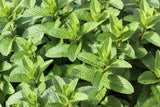 50 WHITE WOOD MINT Mentha Arvensis Wild Field Herb Flower Seeds