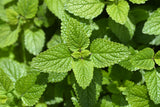 25 Orange MANDARINA BALM Mandarin Lemon Balm Melissa Officinalis Herb Seeds