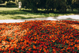 50 DWARF ORANGE IMPATIENS Walleriana Part Sun or Full Shade Flower Seeds