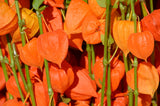 100 CHINESE LANTERN (Winter or Ground Cherry / Japanese Lantern) Physalis Alkekengi Flower Seeds