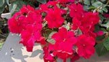 50 DWARF RED IMPATIENS Scarlet Walleriana Part Sun or Full Shade Flower Seeds