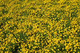 500 YELLOW CHRYSANTHEMUM Flower Seeds