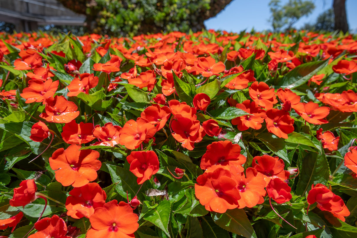 50 DWARF ORANGE IMPATIENS Walleriana Part Sun or Full Shade Flower Seeds