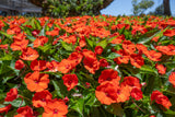 50 DWARF ORANGE IMPATIENS Walleriana Part Sun or Full Shade Flower Seeds