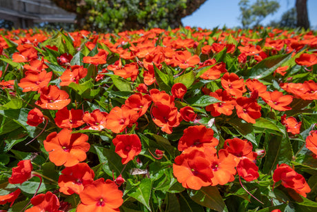 50 DWARF ORANGE IMPATIENS Walleriana Part Sun or Full Shade Flower Seeds