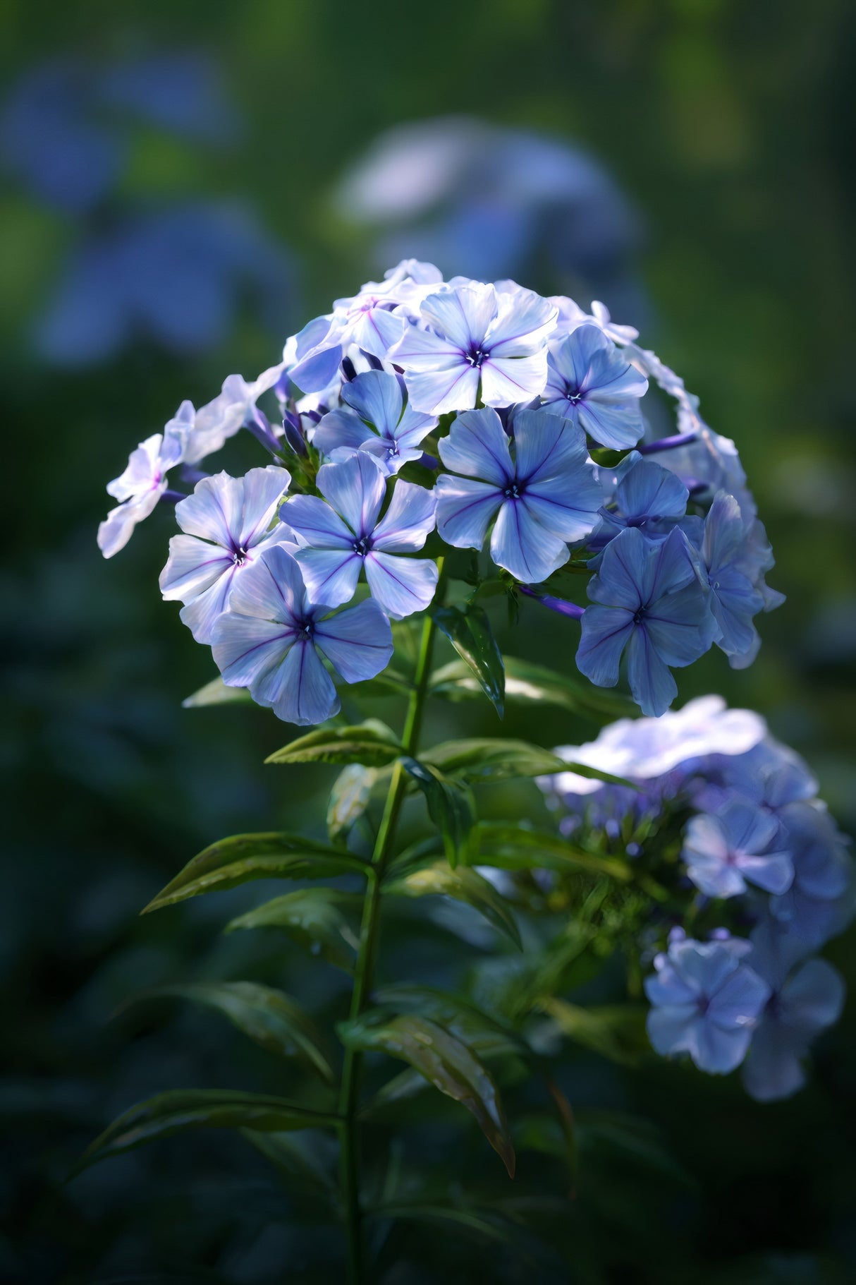 250 Dwarf BEAUTY BLUE PHLOX Drummondii Nana Compacta Fragrant Violet Blue Flower Seeds