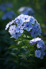 250 Dwarf BEAUTY BLUE PHLOX Drummondii Nana Compacta Fragrant Violet Blue Flower Seeds