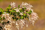 100 White OCEANSPRAY Shrub Creambush Mountain Spray Holodiscus Flower Seeds