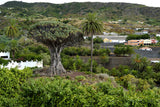 10 DRAGON TREE Dracaena Draco Canary Island Drago Blood Asparagus Yucca Evergreen Succulent Houseplant Orange Berry White Flower Seeds