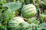 50 DIXIE QUEEN WATERMELON White & Red Citrullus Lanatus Melon Fruit Vine Seeds