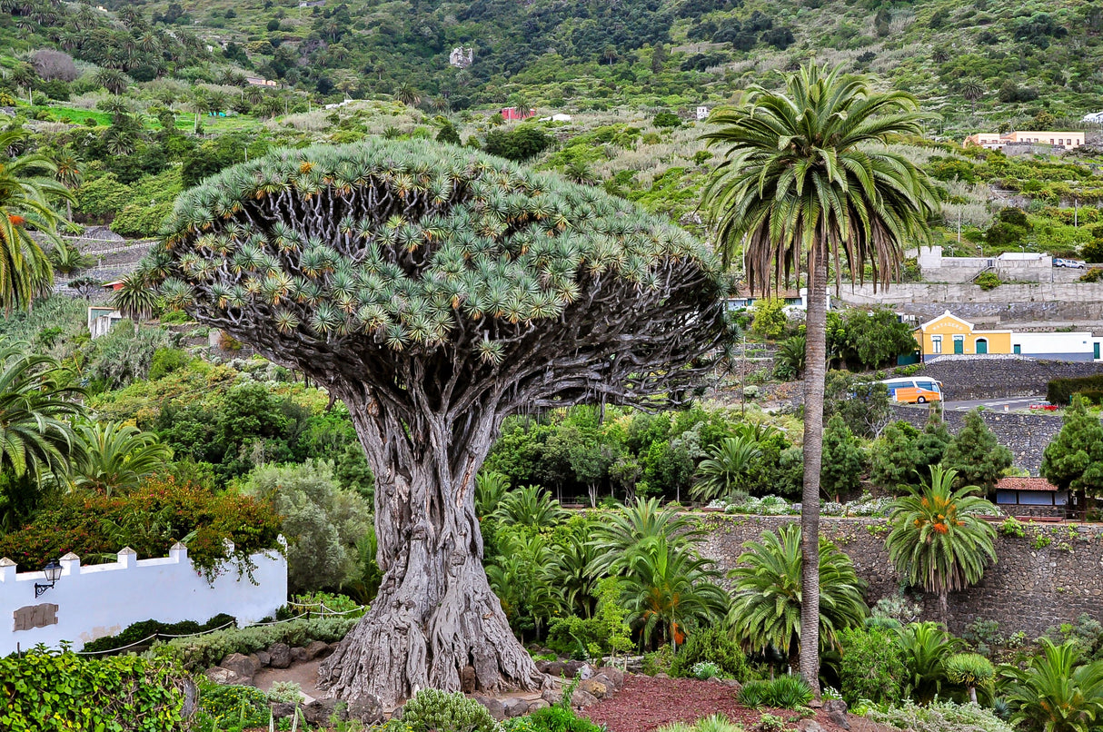 10 DRAGON TREE Dracaena Draco Canary Island Drago Blood Asparagus Yucca Evergreen Succulent Houseplant Orange Berry White Flower Seeds