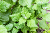 60 NEW ZEALAND SPINACH Tetragonia Tetragonioides Vegetable Greens Seeds