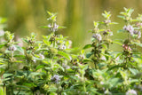 50 WHITE WOOD MINT Mentha Arvensis Wild Field Herb Flower Seeds