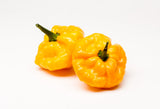 40 Yellow SCOTCH BONNET PEPPER very hot Jamaican Capsicum Chinense Vegetable Seeds