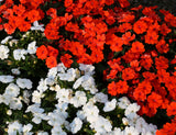 50 DWARF RED IMPATIENS Scarlet Walleriana Part Sun or Full Shade Flower Seeds