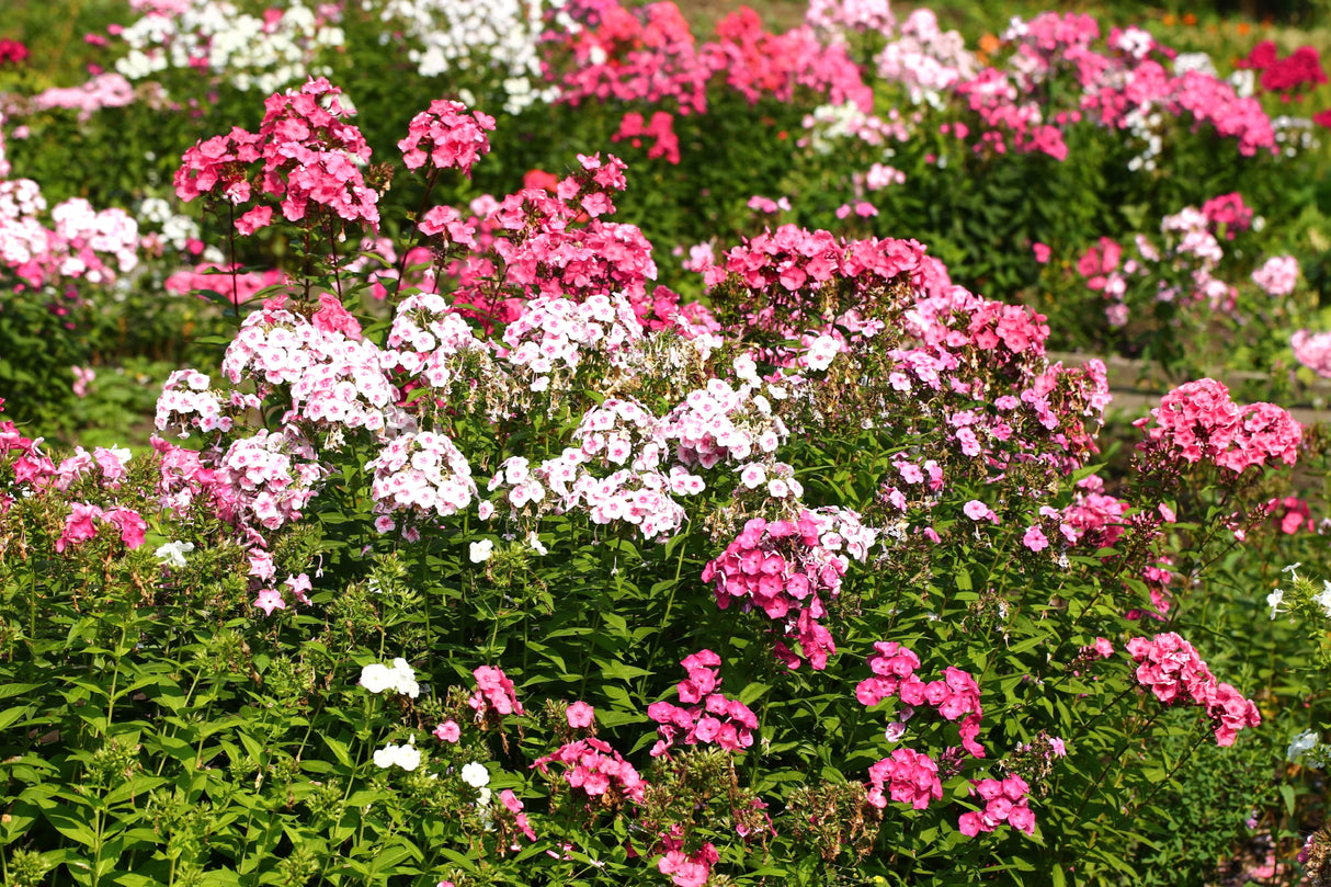 100 PHLOX OF SHEEP Pastel Mix Phlox Drummondii Multicolor Flower Seeds