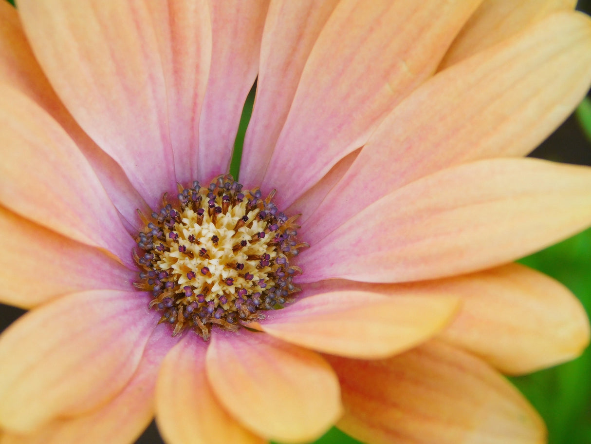 25 SALMON AFRICAN DAISY Dimorphotheca Sinuata Apricot Flower Seeds