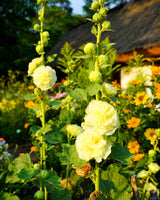 50 Dwarf Double HOLLYHOCK MAJORETTE MIX Alcea Rosea Red Pink White Maroon Yellow Mixed Color Flower Seeds