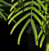 20 FEATHER TREE Fern of the Desert Feather Bush Lysiloma Thornberi Watsonii White Flower Shrub Seeds