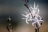 10 WAVY LEAFED SOAP PLANT California Soaproot Amole Lily Chlorogalum Pomeridianum Laothoe White Purple Striped Flower Native Herb Seeds