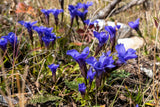 200 FRINGED GENTIAN Gentiana Crinita Gentianopsis Native Herb Blue Purple Flower Seeds