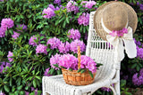 40 CAROLINA RHODODENDRON Carolinianum Dwarf Azalea Pink Purple Flower Shrub Seeds
