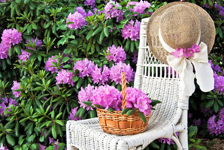 40 CAROLINA RHODODENDRON Carolinianum Dwarf Azalea Pink Purple Flower Shrub Seeds