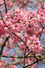 5 HIMALAYAN CHERRY Prunus Cerasoides Pink Flowers Red Fruit Tree Seeds