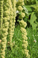 150 AMARANTHUS GREEN TAILS Amaranthus Caudatus Flower Seeds