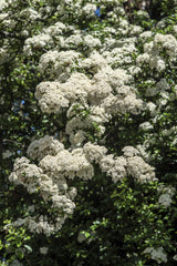 50 White CHINESE SPIREA Spiraea Chinensis Meadowsweet Flower Bush Shrub Seeds