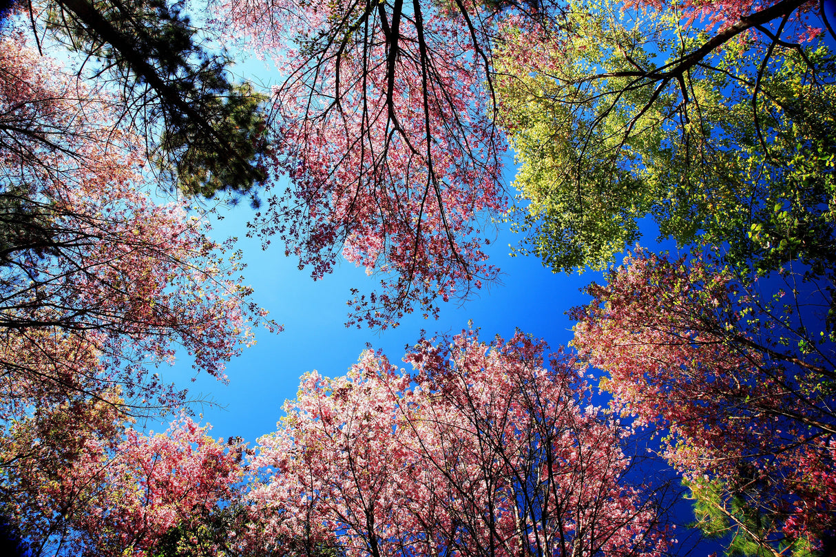 5 HIMALAYAN CHERRY Prunus Cerasoides Pink Flowers Red Fruit Tree Seeds