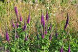 100 PURPLE TAILS WOOD SAGE Teucrium Hyrcanicum Caucasian Germander Herb Reddish Purple Flower Seeds