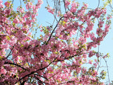 5 HIMALAYAN CHERRY Prunus Cerasoides Pink Flowers Red Fruit Tree Seeds
