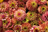 250 ZIN MASTER ZINNIA Mix Elegans Mixed Colors Flower Seeds