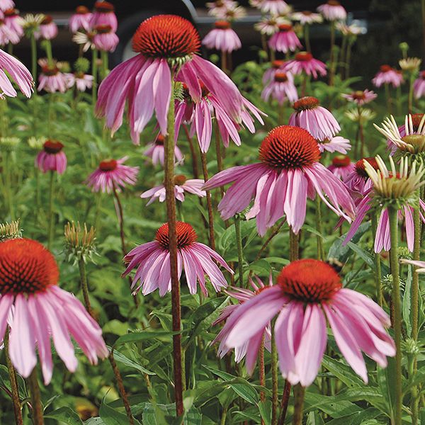 Echinacea Purpurea