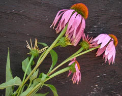 Echinacea Purpurea (Purple Coneflower)